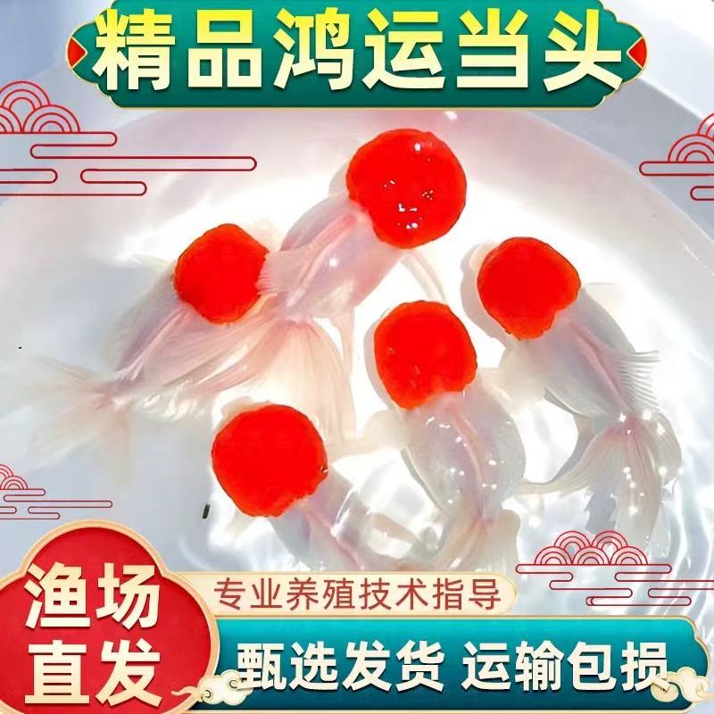 鸿运当头鱼金鱼观赏鱼鹤顶红狮子头丹顶冷水鱼淡水好养耐活鱼