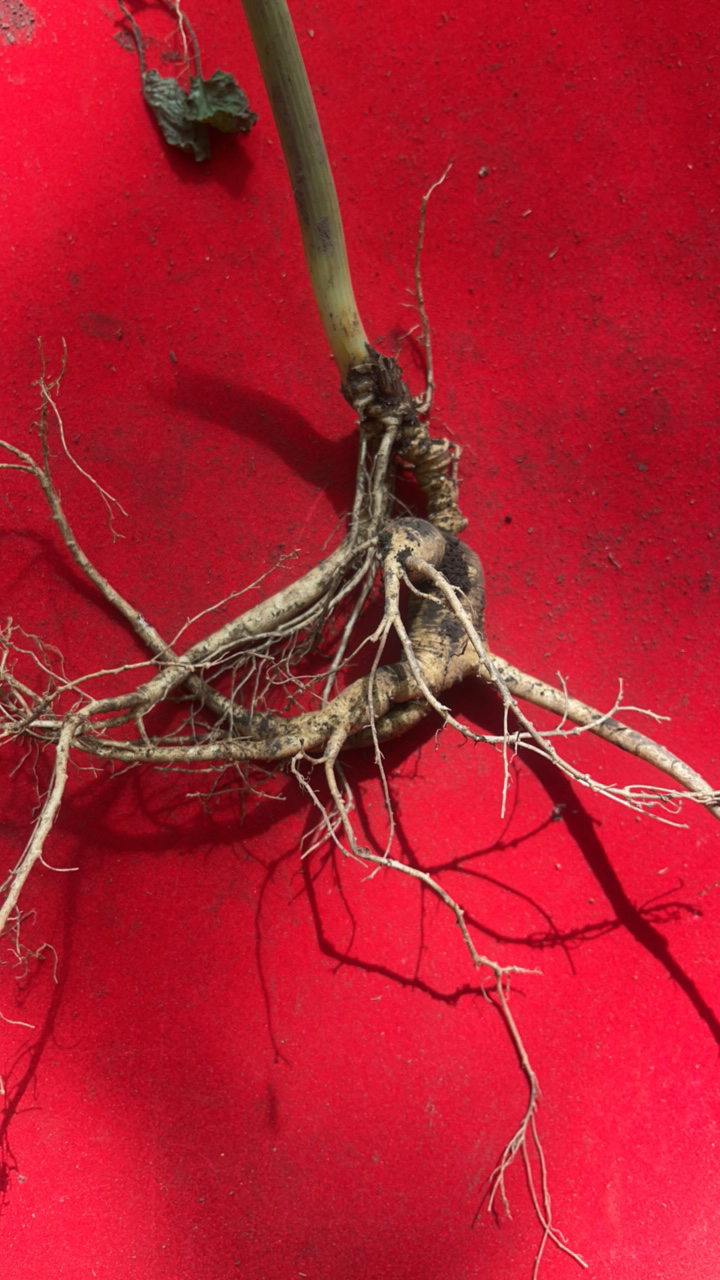 长白山新鲜林下参可煮水煲汤泡茶人参的