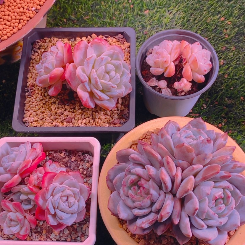 【闪购商品】大*子大橙子寄养