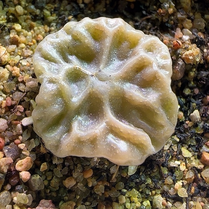 开播福利来啦。  381