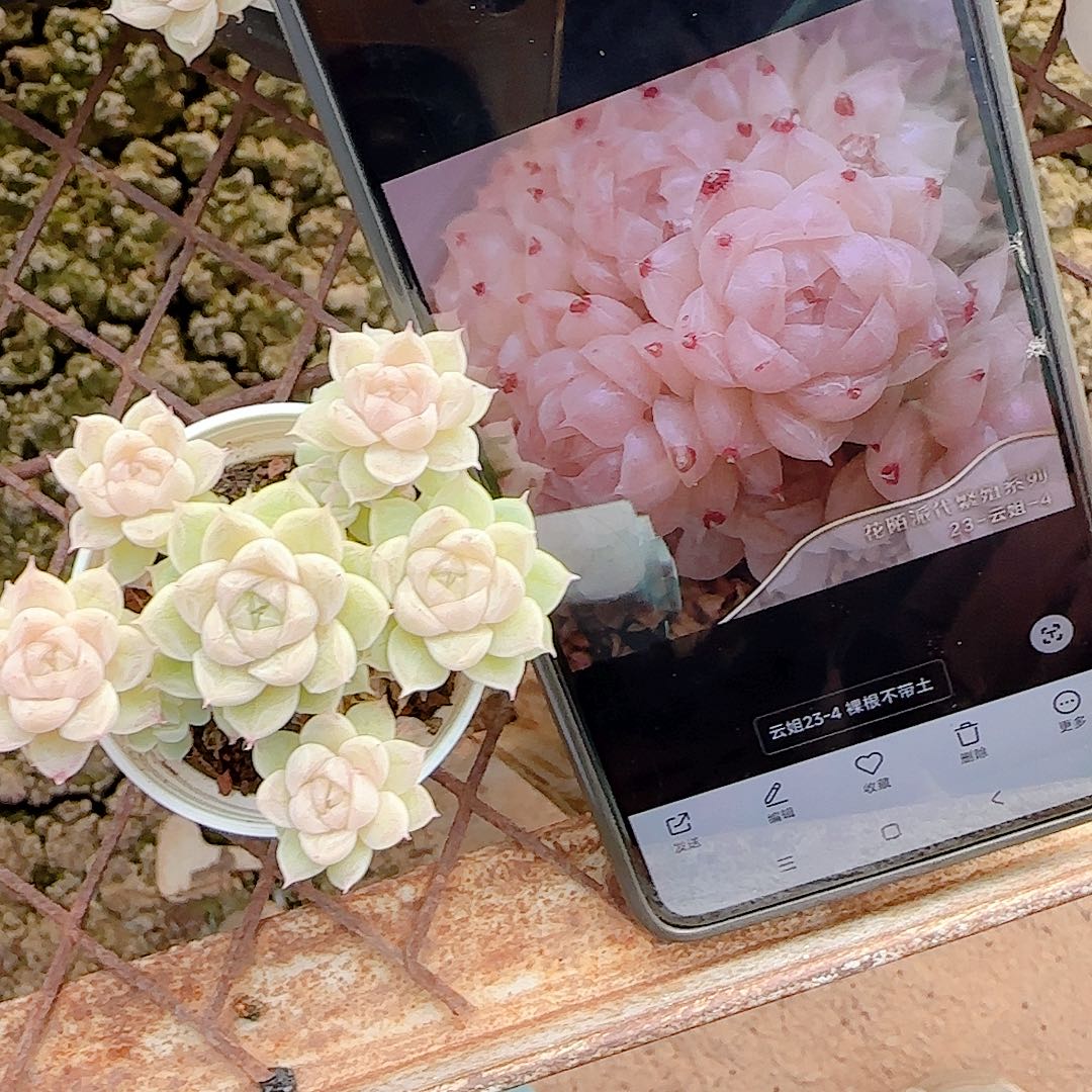 1212-13（云姐23-4）优选