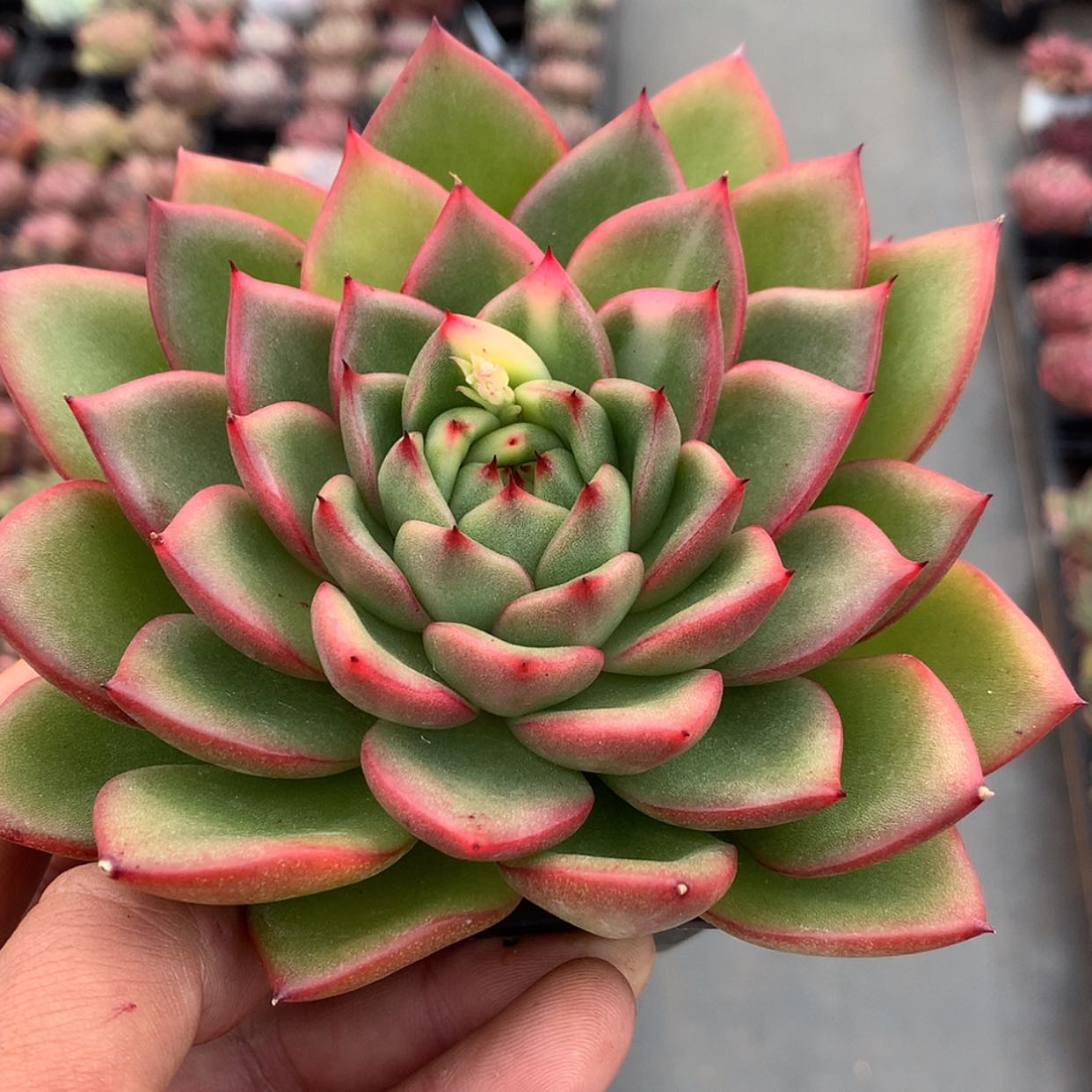 【闪购商品】云86号