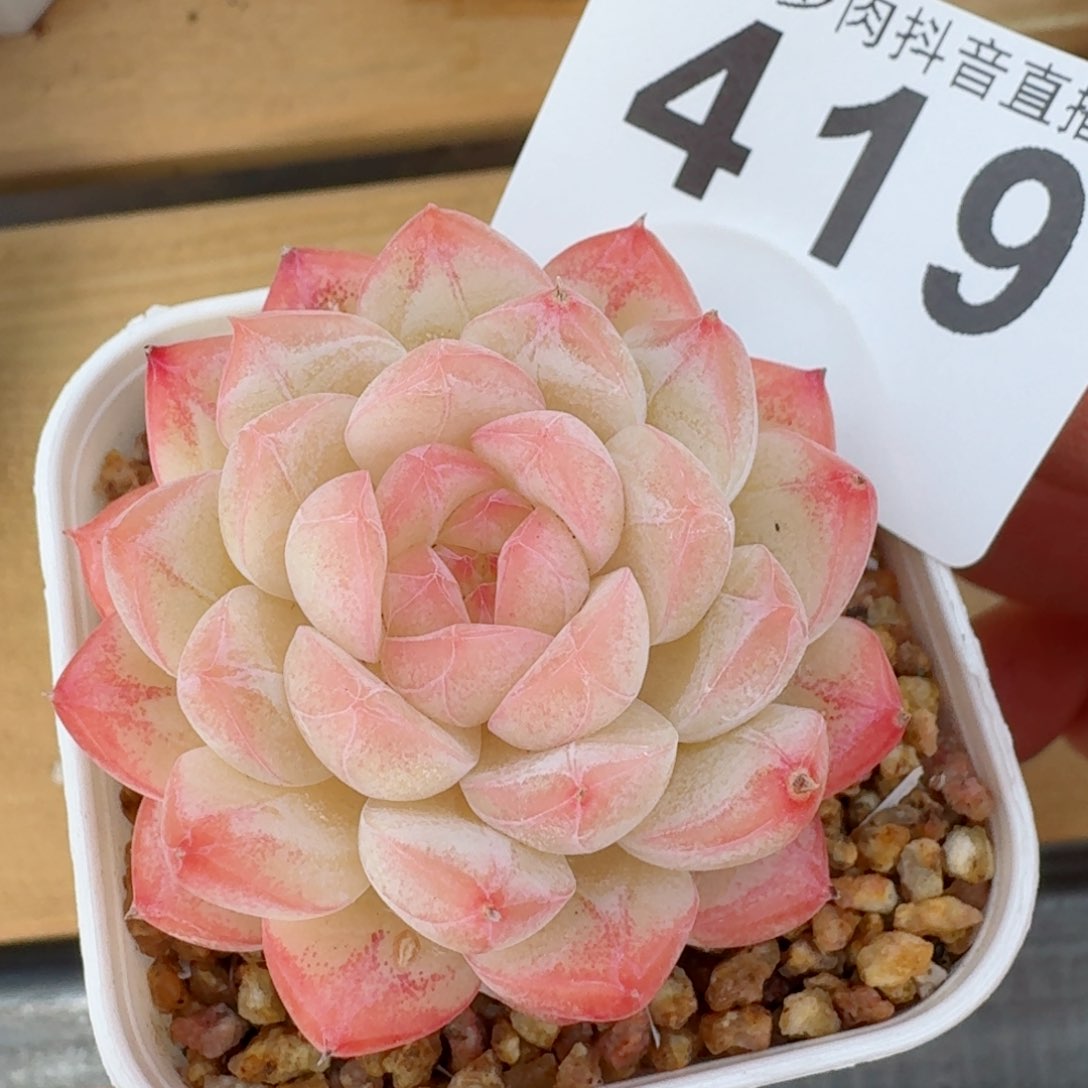 美心         精品多肉