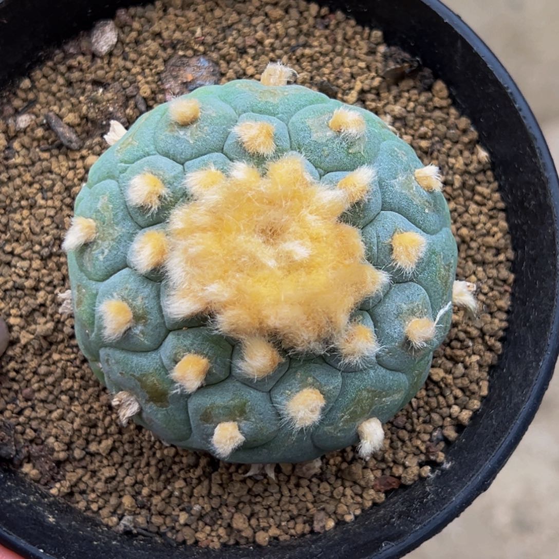 m格子金毛蓝白皮