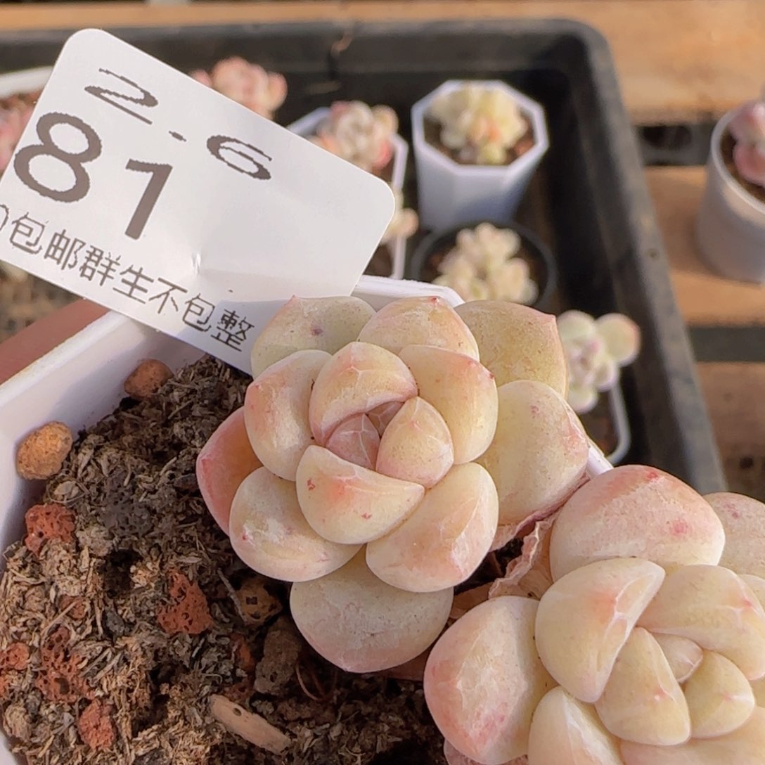 双头白体冰玉双头一颗