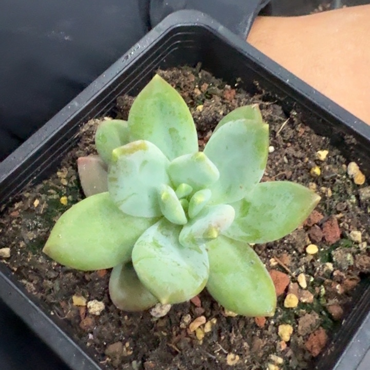 莱万特 单头 一物一拍