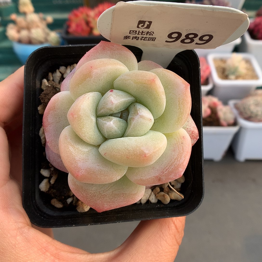 989冰玉石化多肉植物