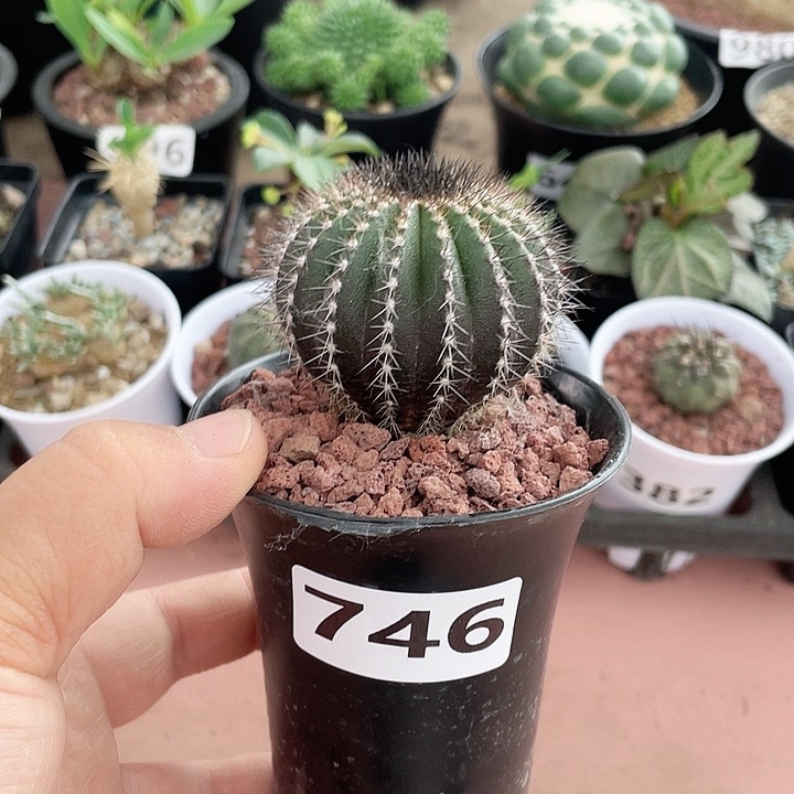 746实生栉刺尤伯球