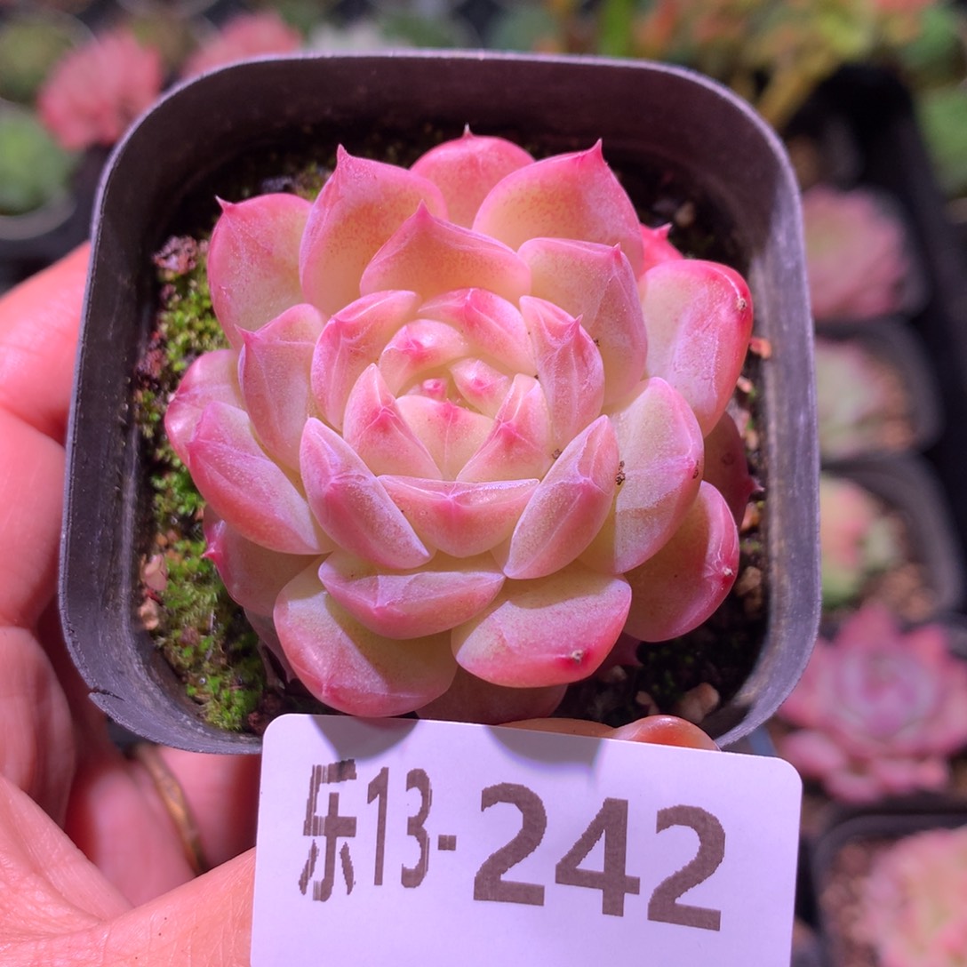 乐然13-242 新品单头 