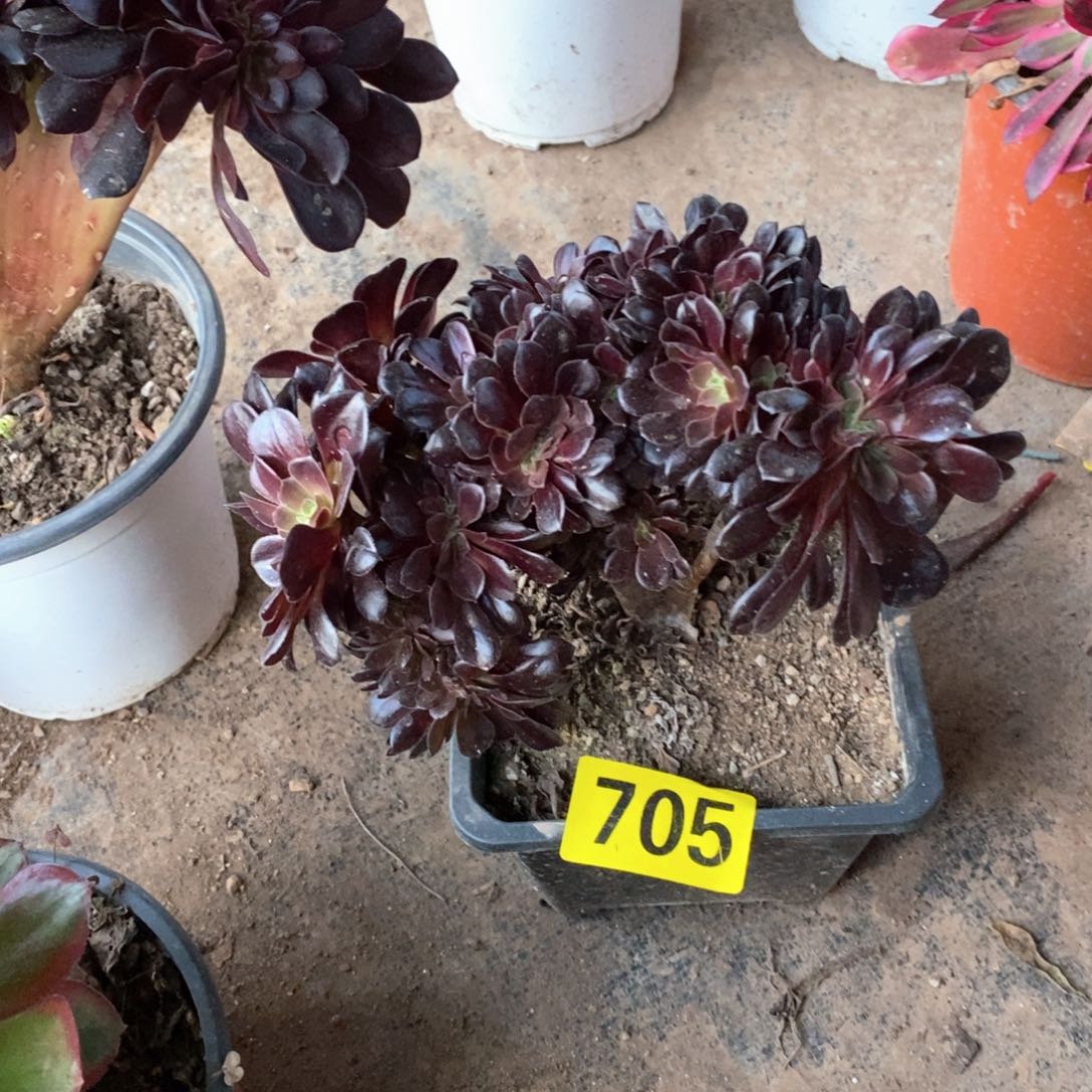 欧紫缀化多肉705