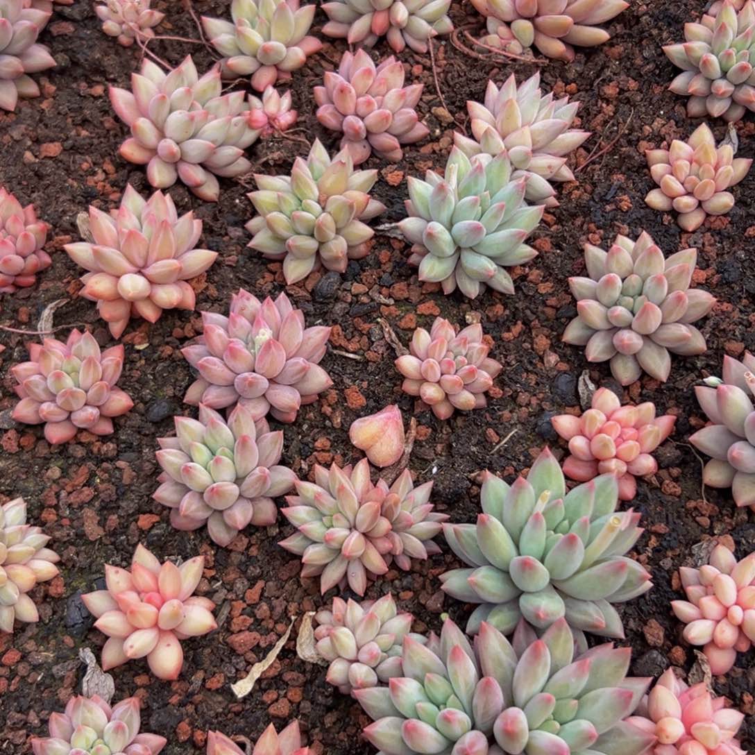 10颗美人系列多肉植物