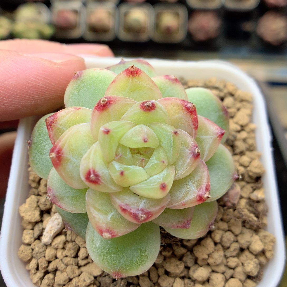 G78 ，20包邮两天凑单