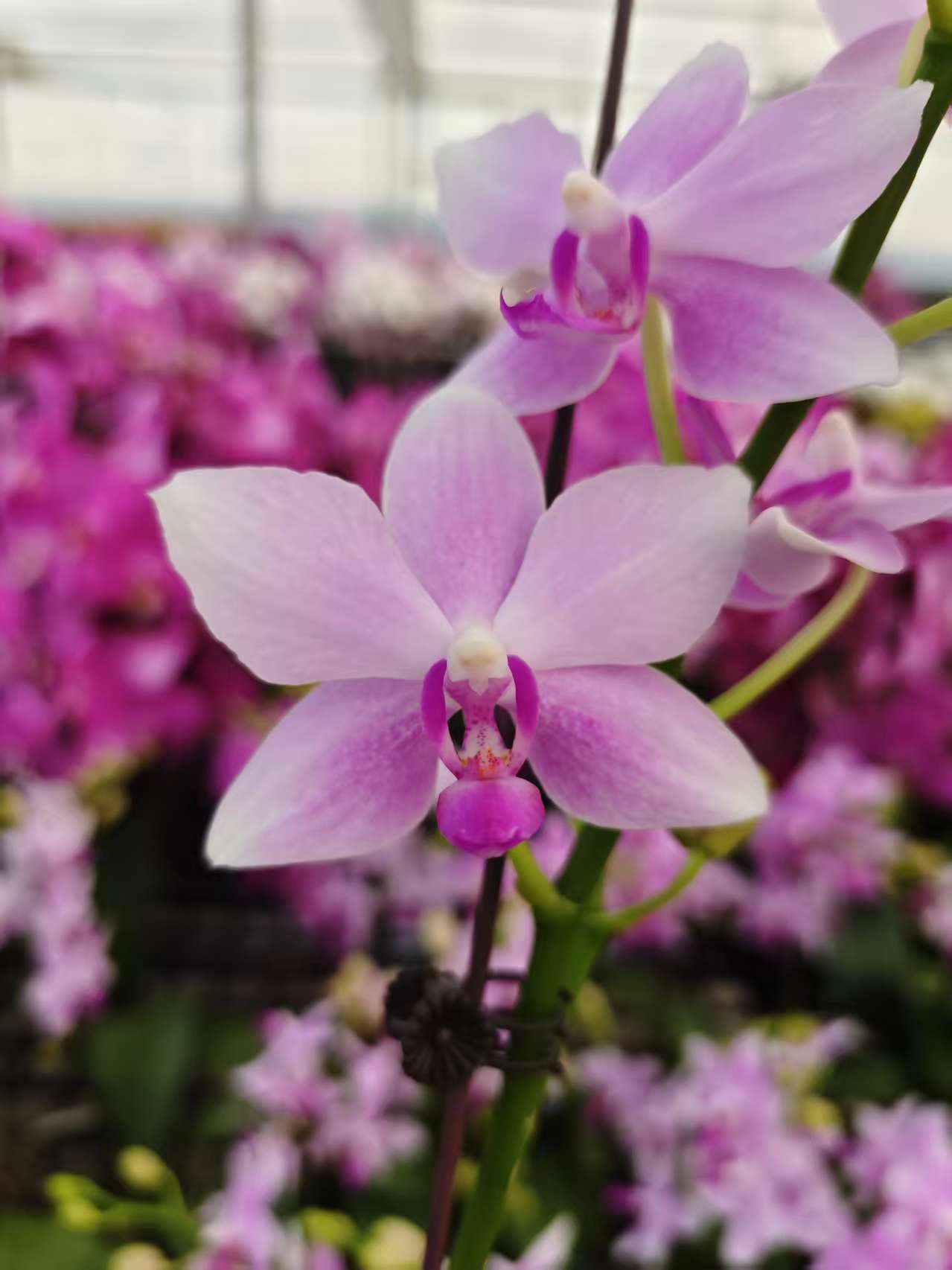 蝴蝶兰【蓝宝石】带花，带花剑，四季开花室内好养鲜花