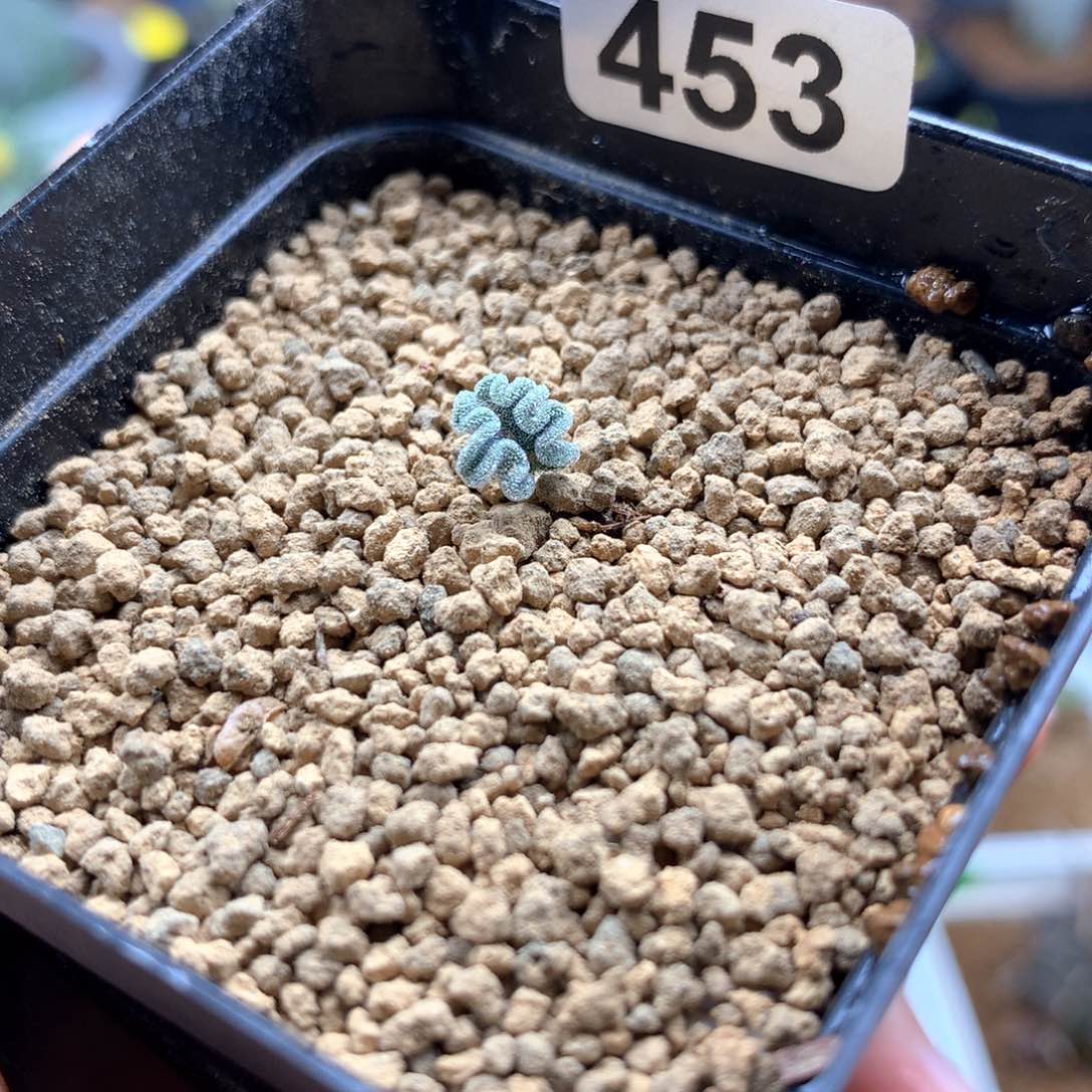 冰晶海带雾冰玉带盆