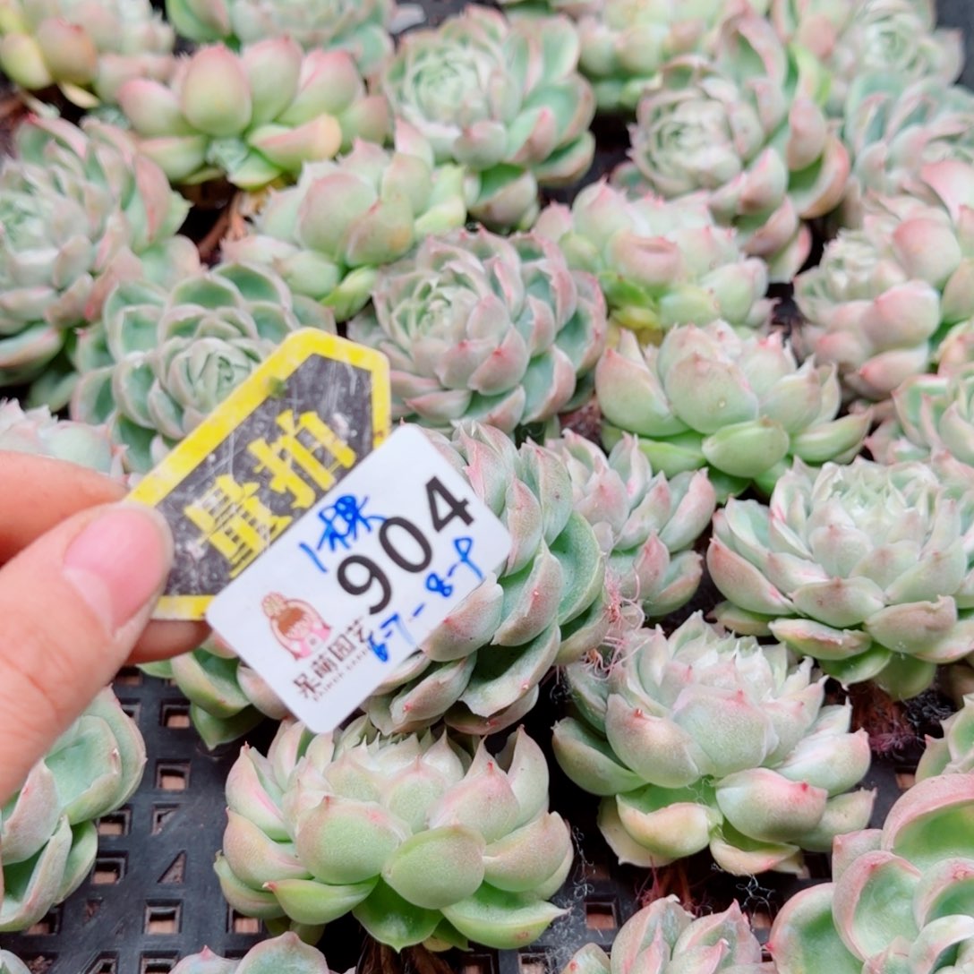 多肉植物多肉植物