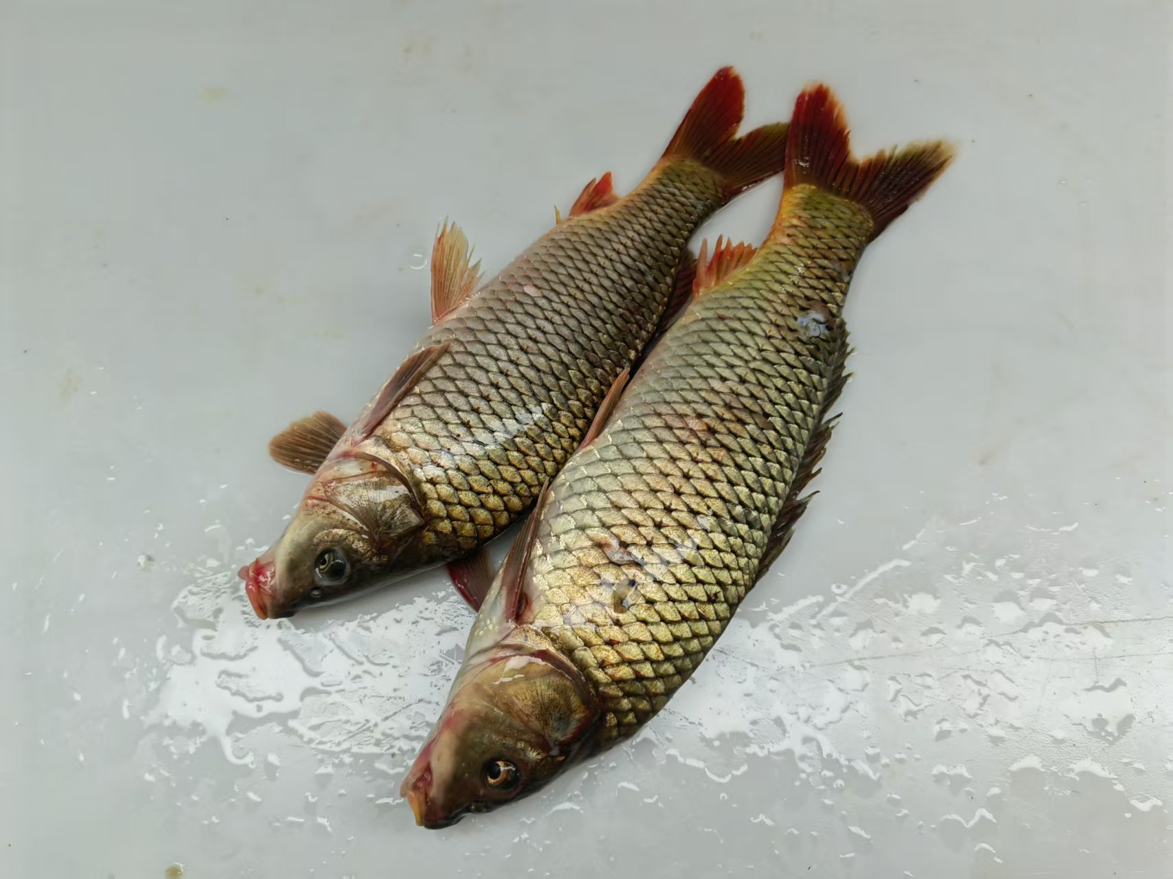 东北冷水小鲤鱼(介意小勿拍)鲜活/速冻发货 保鲜不保活 顺丰包邮