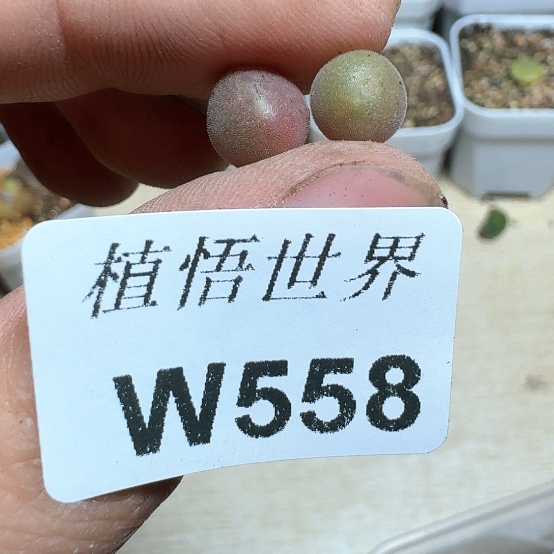 558盒多的植物j j k k k k k k