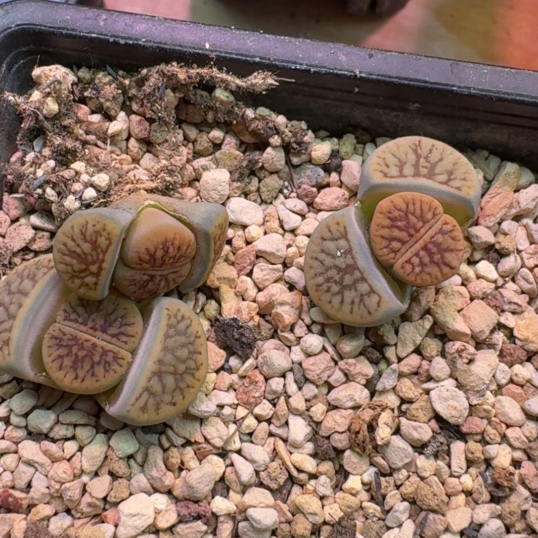 云缦精品番杏27.25