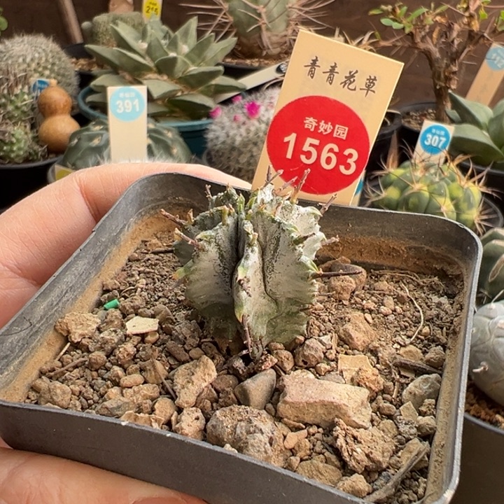 实生特选长刺白王丸一棵