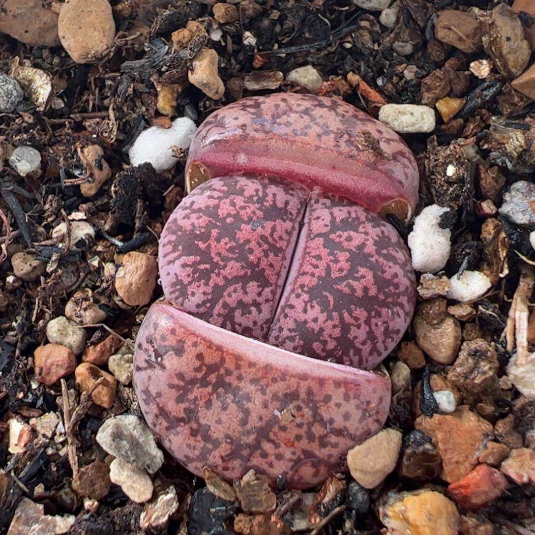 822多肉植物百科