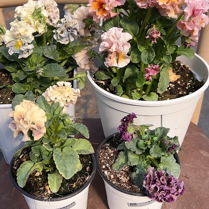 木抖音直播闪拍87/88