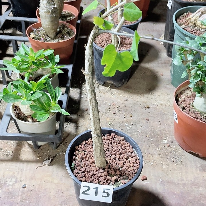 215饿鱼腺蔓块根