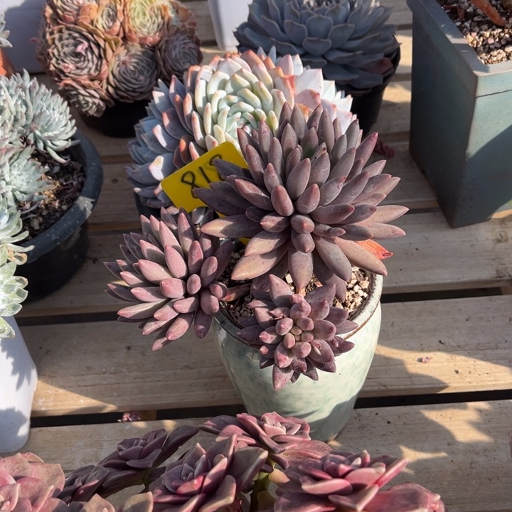 红蜻蜓多肉植物818