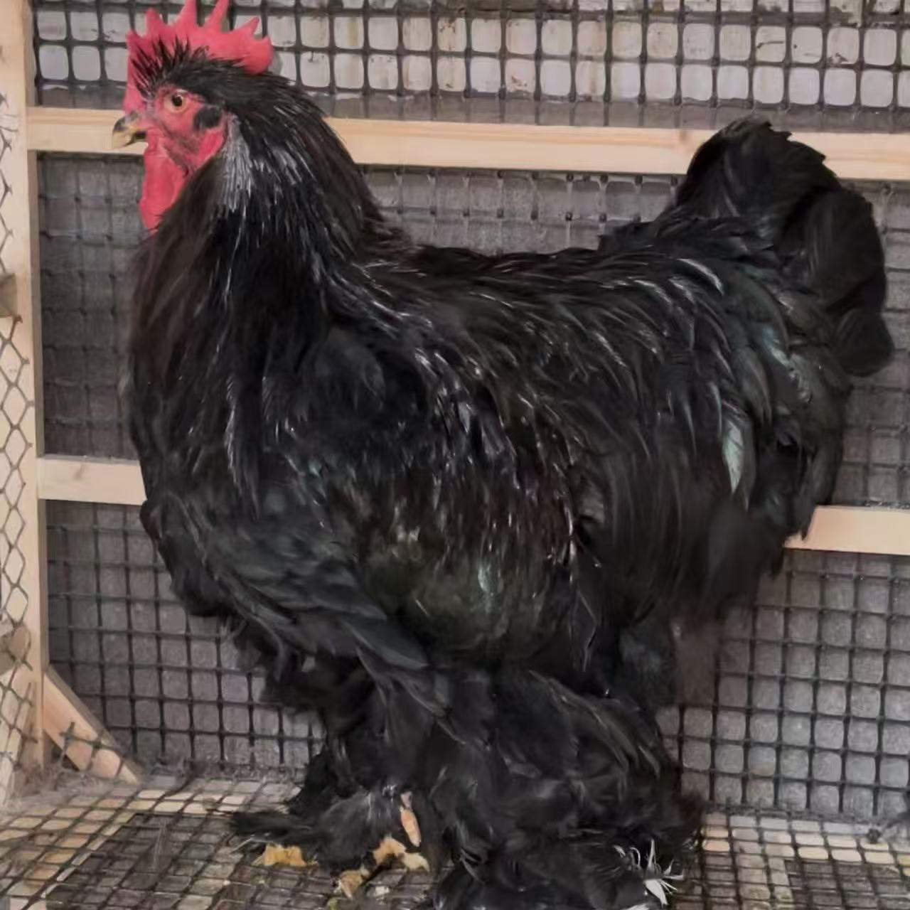 观赏鸡大体鸡可家养直播间选