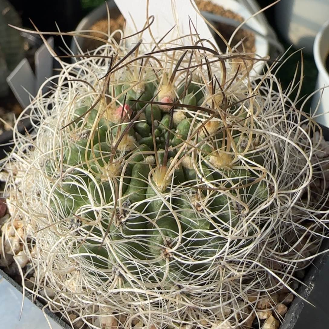 13脱土发 实生仙人球