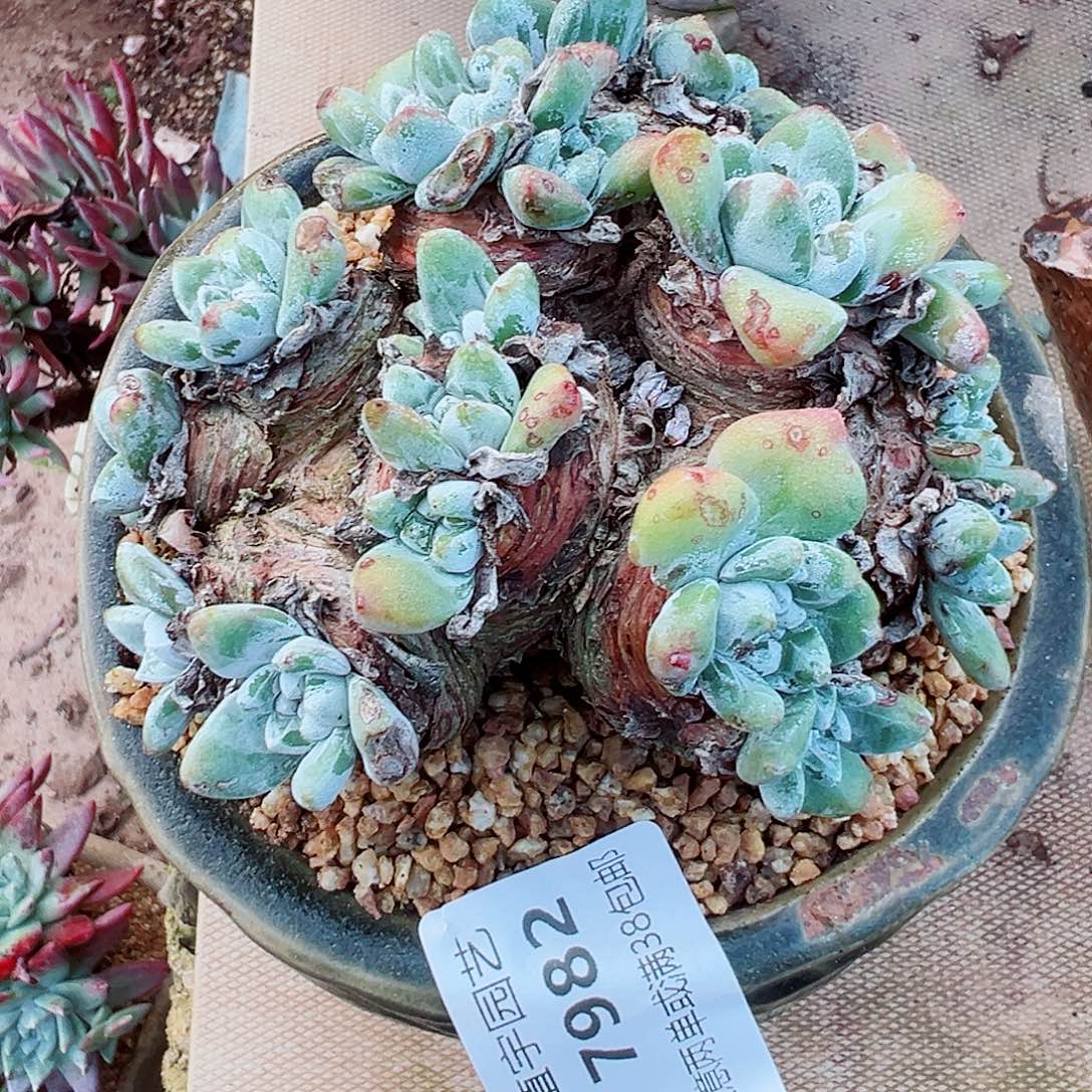 天***丶7982泡芙法瑞苹果叶