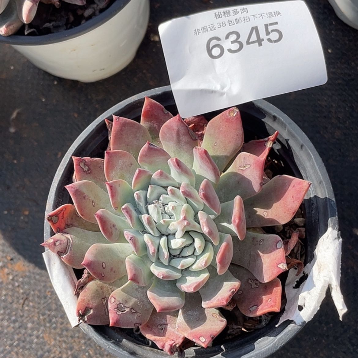 【闪购商品】泡芙泡芙