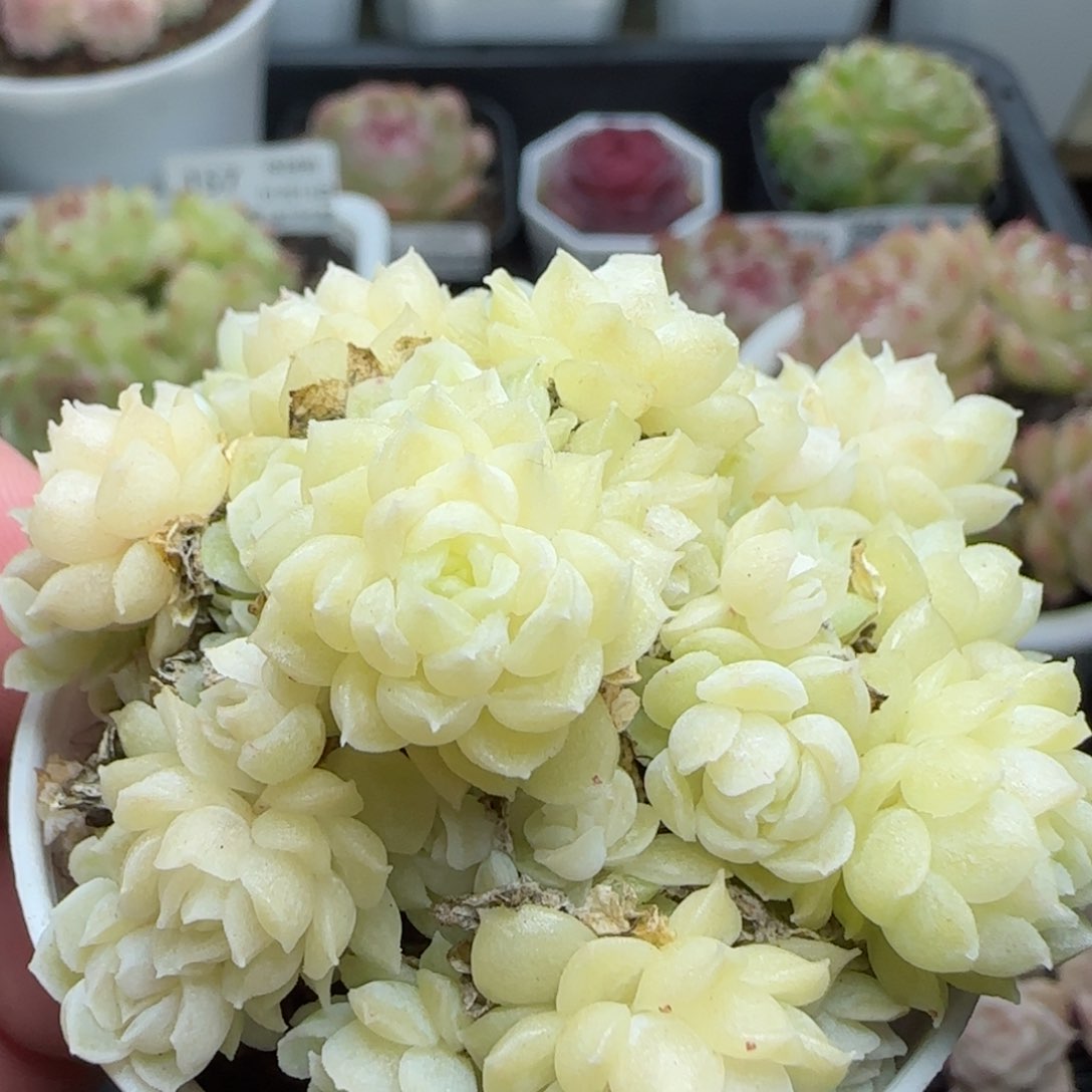 0114-165优选麦秆