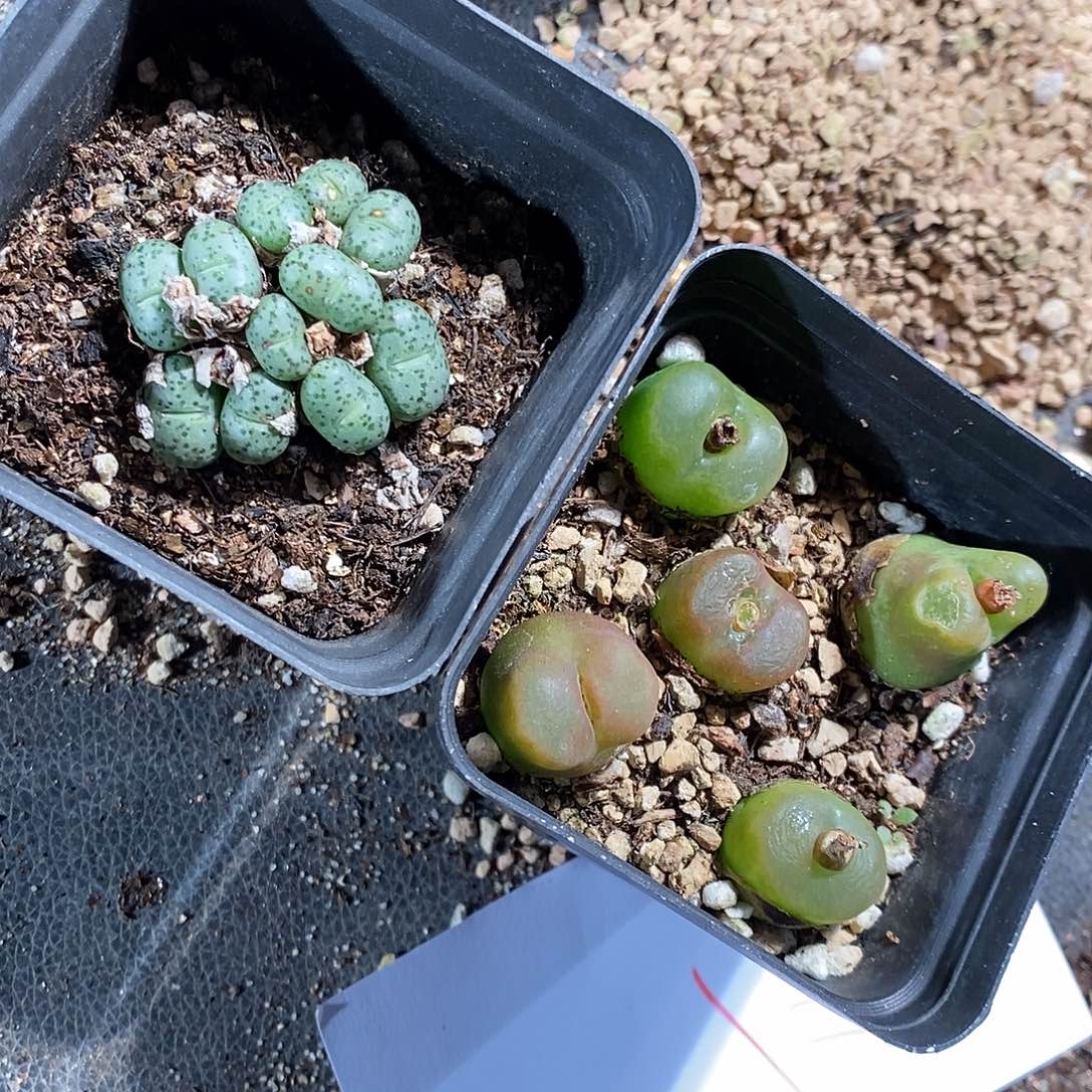 28399。    两盒一组。 