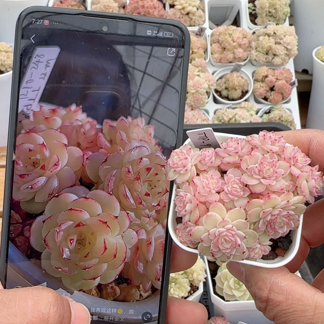 【闪购商品】0208-67（ttp-97）