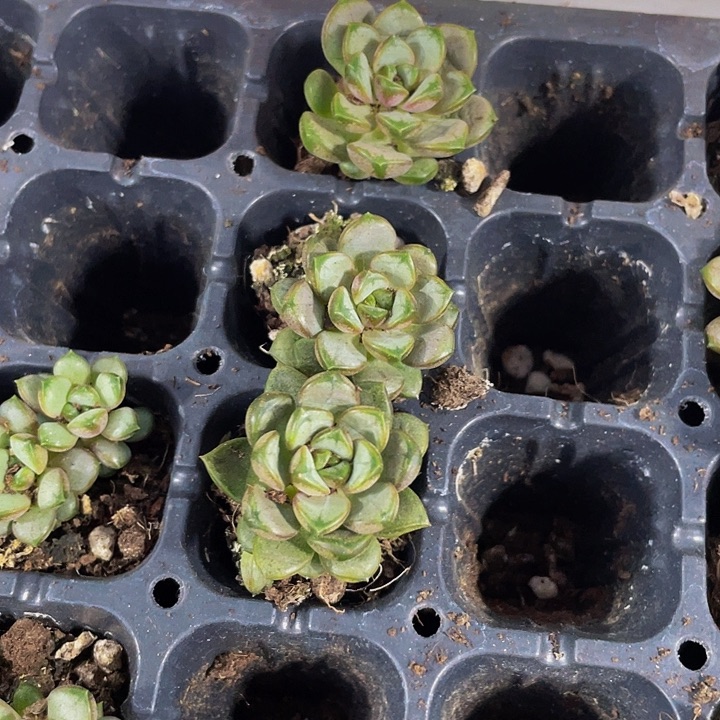 小葡萄1元带土发货