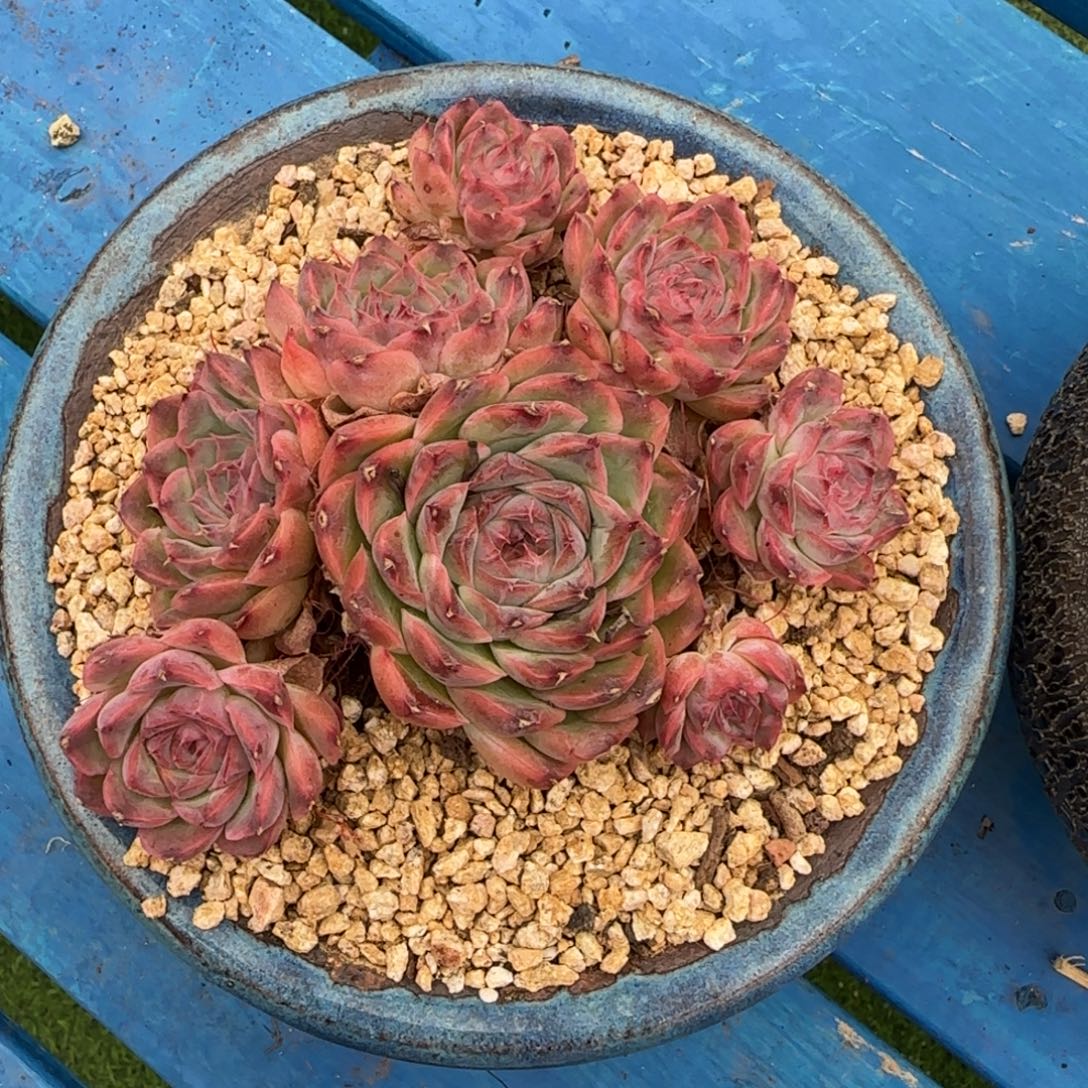 哥哥好回家看看看见你们002