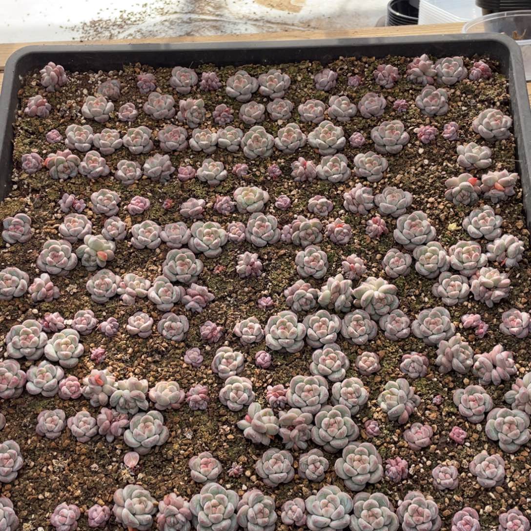 云糖心多肉植物393