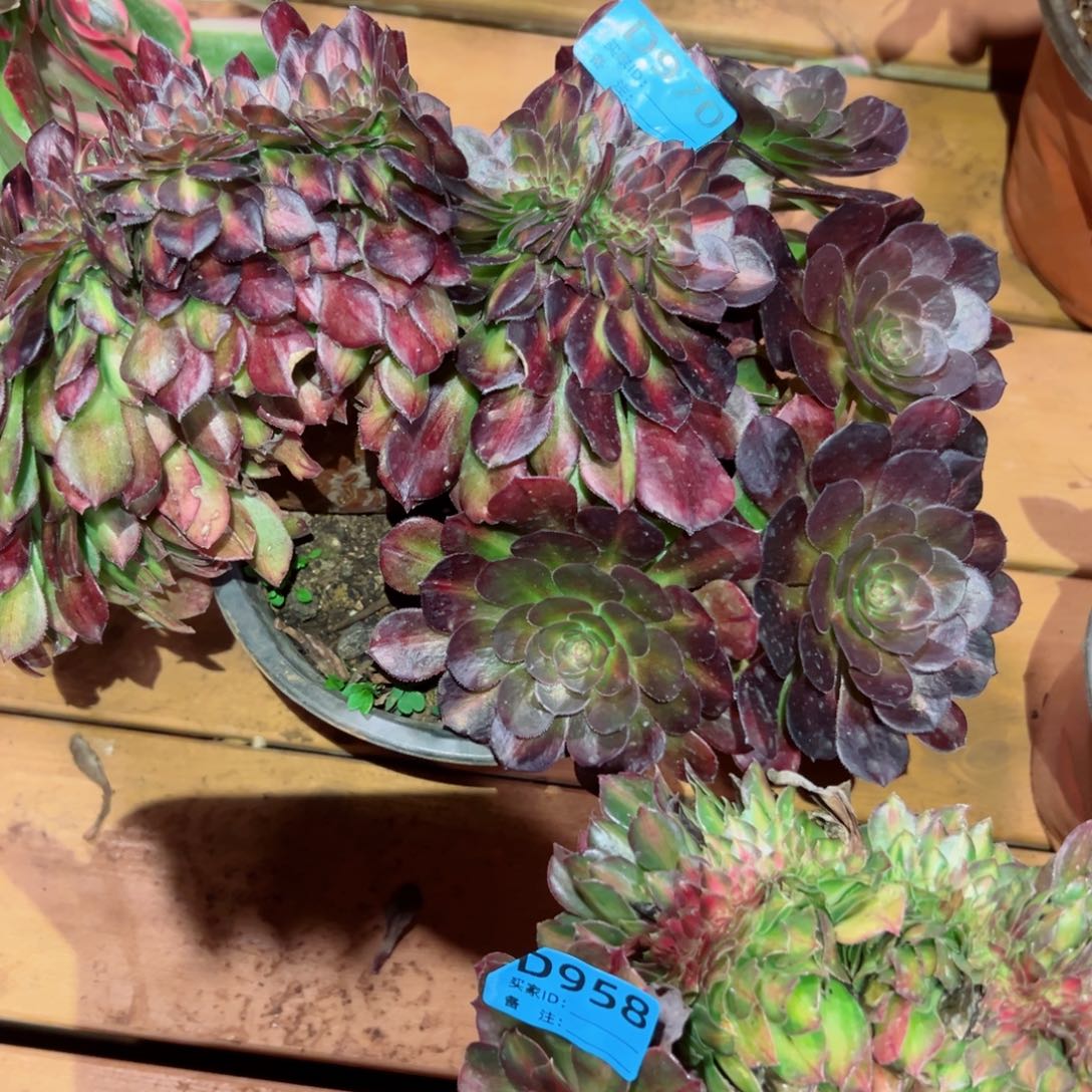 970 号多肉法师植物新年福利