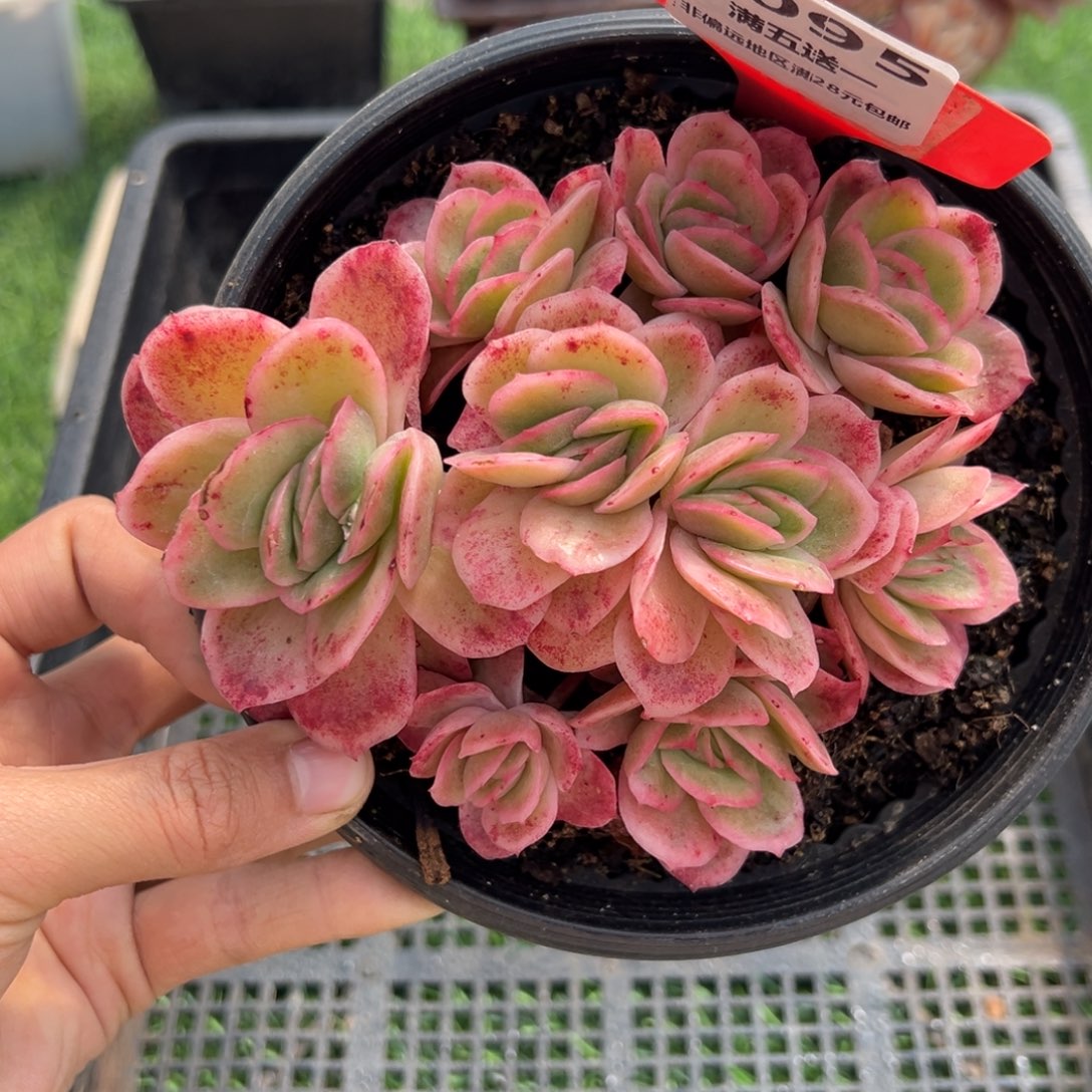 表妹精品多肉4095.