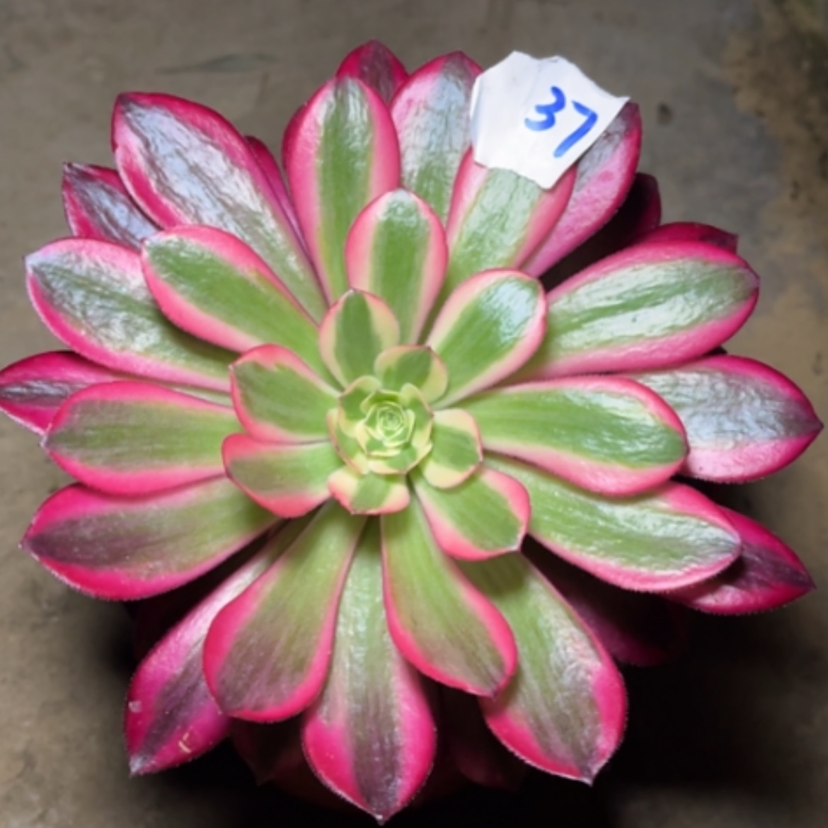 【闪购商品】37美杜莎多肉法师