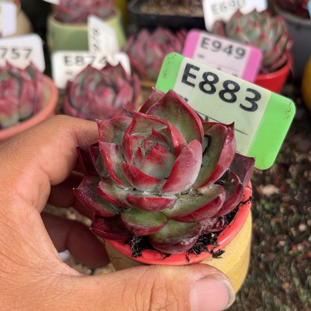 惊鸿一瞥883号多肉