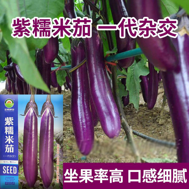 紫糯米茄子种子紫长茄杂交圆线长白绿罐茄子种籽春秋四季蔬菜种孑