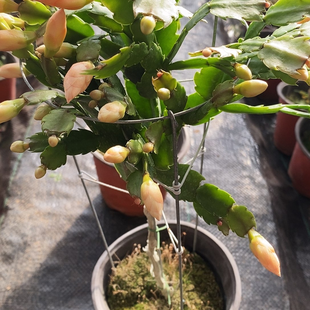 田***爱完全开放福利款单层