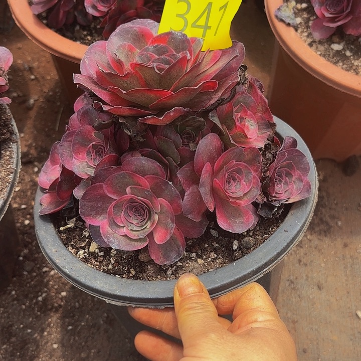 多肉植物福利341个