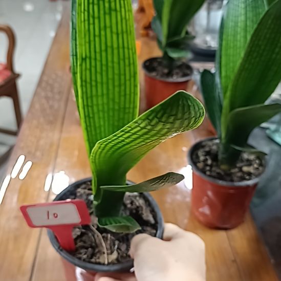 当前无花栽培后可以开花