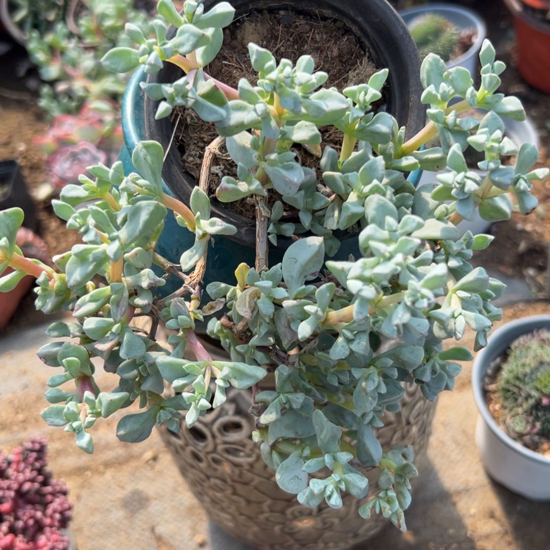 多肉植物中央音乐学院