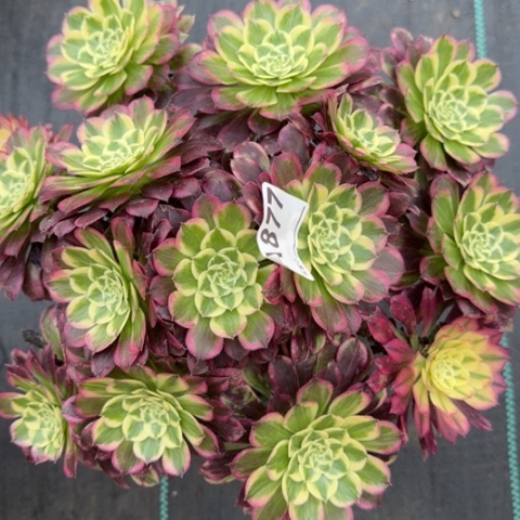 877天合朵朵30厘米左右