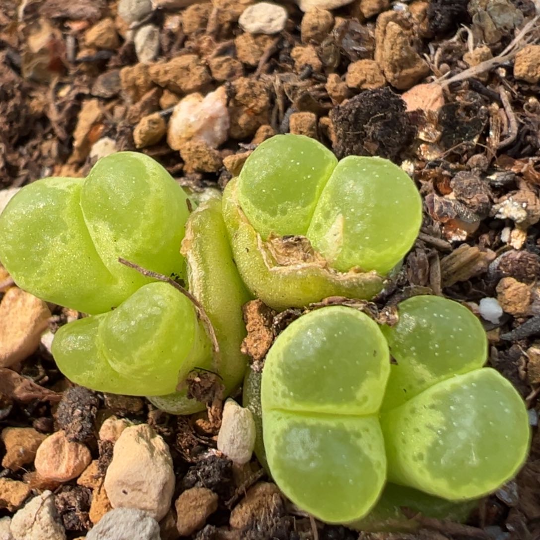 156多肉植物百科知识