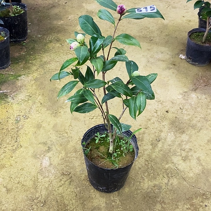 复色紫玫瑰。 515。   