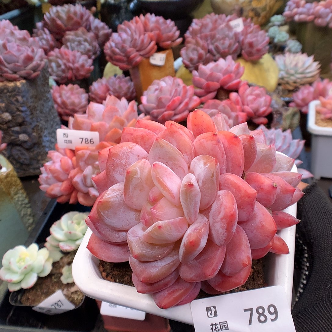 789韩橙多肉植物66666